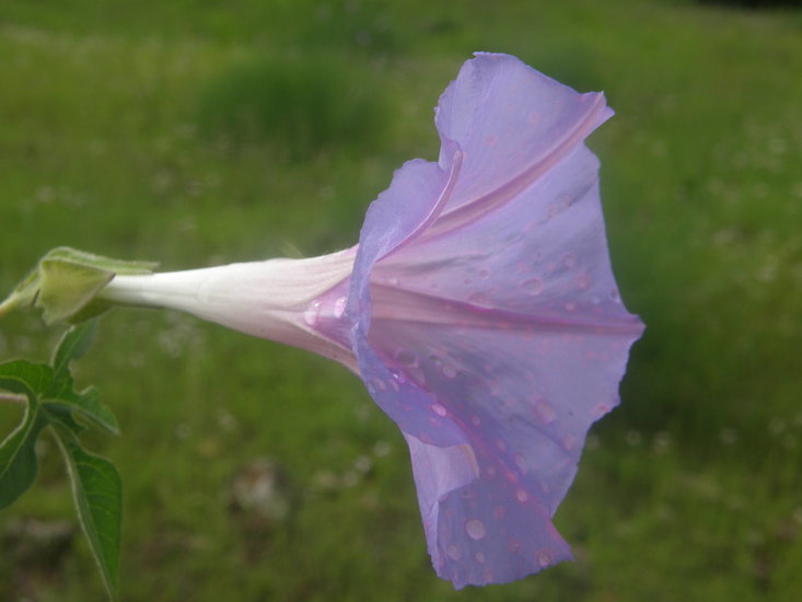 Слика од Ipomoea pubescens Lam.