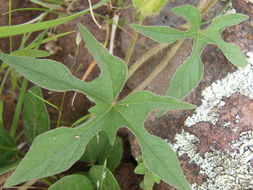 Слика од Ipomoea pubescens Lam.