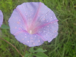 Слика од Ipomoea pubescens Lam.