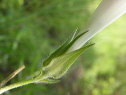 Слика од Ipomoea pubescens Lam.