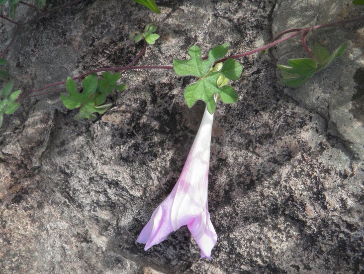 Слика од Ipomoea pubescens Lam.