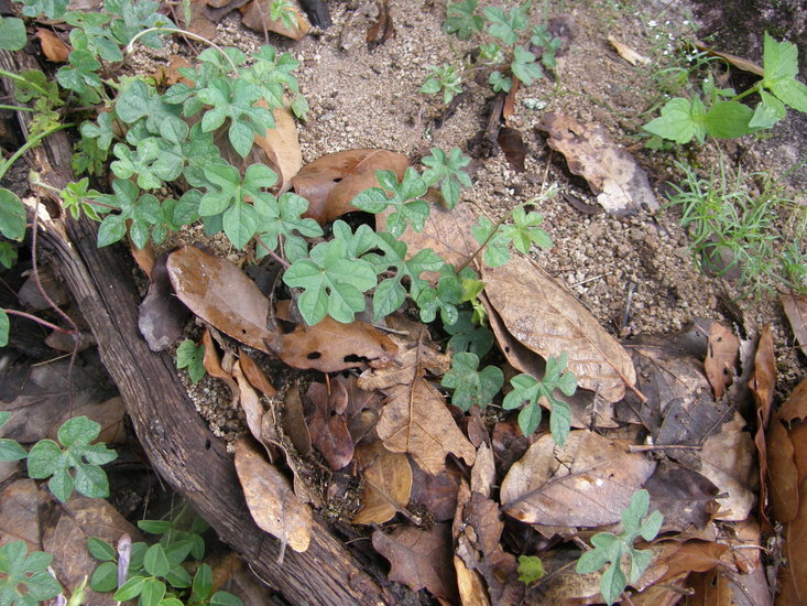 Слика од Ipomoea pubescens Lam.