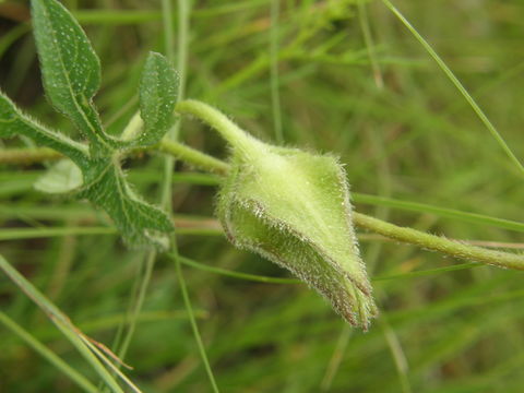 Image of silky morning-glory