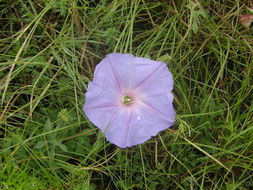 Слика од Ipomoea pubescens Lam.