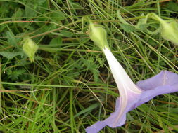 Слика од Ipomoea pubescens Lam.