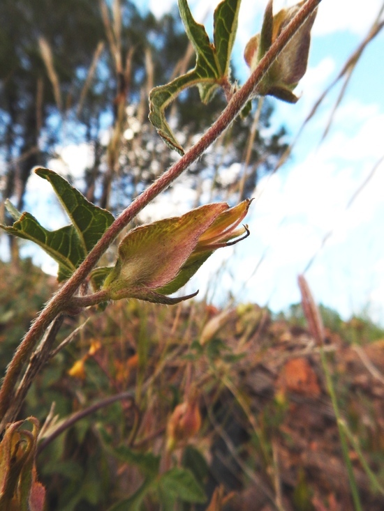 Слика од Ipomoea pubescens Lam.