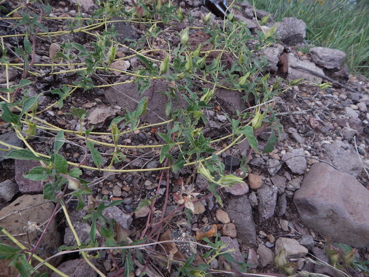 Слика од Ipomoea pubescens Lam.