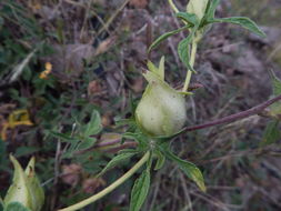 Слика од Ipomoea pubescens Lam.