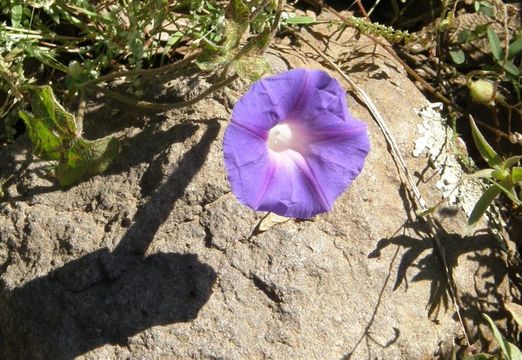 Слика од Ipomoea pubescens Lam.