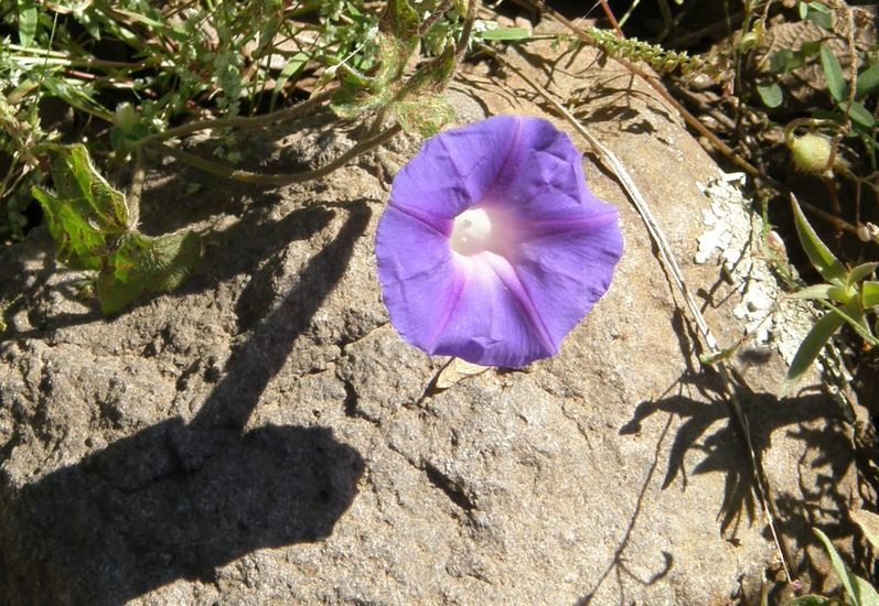 Слика од Ipomoea pubescens Lam.