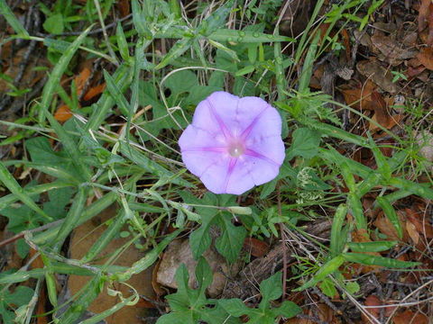 Слика од Ipomoea pubescens Lam.