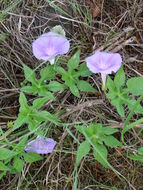 Слика од Ipomoea pubescens Lam.