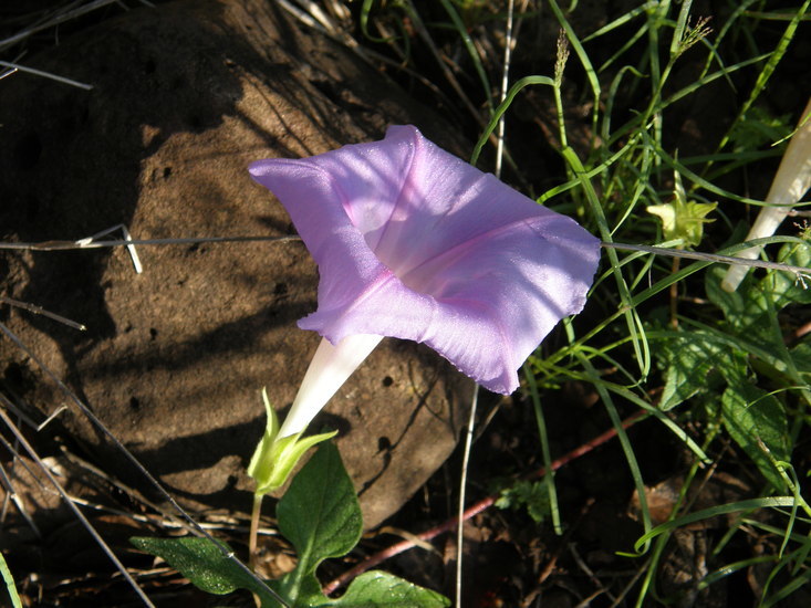 Слика од Ipomoea pubescens Lam.