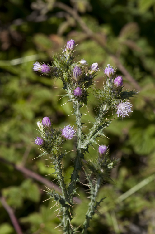 Слика од Carduus tenuiflorus Curt.