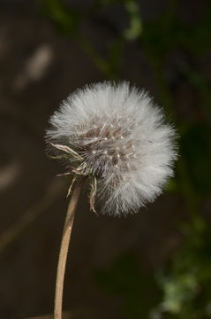 Image of prickly golden-fleece