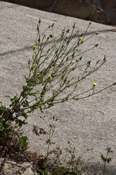 Sivun Urospermum picroides (L.) Scop. ex F. W. Schmidt kuva