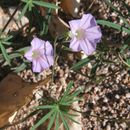 Sivun Ipomoea ternifolia Cav. kuva