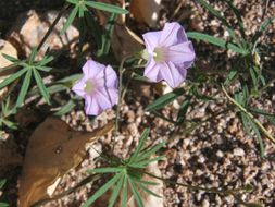 Image of tripleleaf morning-glory