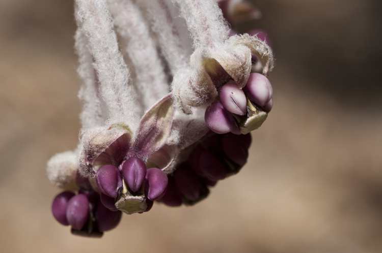 Imagem de Asclepias californica Greene