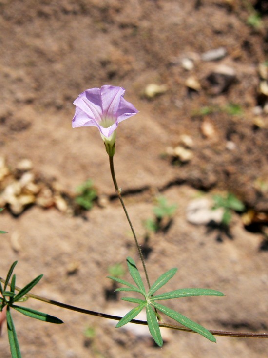 Imagem de Ipomoea ternifolia var. leptotoma (Torr.) J. A. Mc Donald