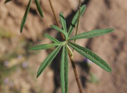 Imagem de Ipomoea ternifolia var. leptotoma (Torr.) J. A. Mc Donald