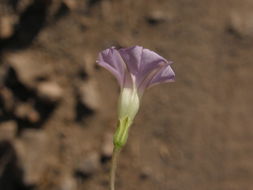 Imagem de Ipomoea ternifolia var. leptotoma (Torr.) J. A. Mc Donald