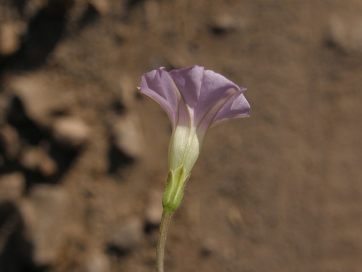 Imagem de Ipomoea ternifolia var. leptotoma (Torr.) J. A. Mc Donald