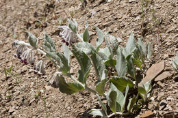 Imagem de Asclepias californica Greene