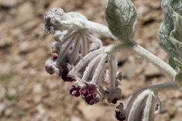 Imagem de Asclepias californica Greene