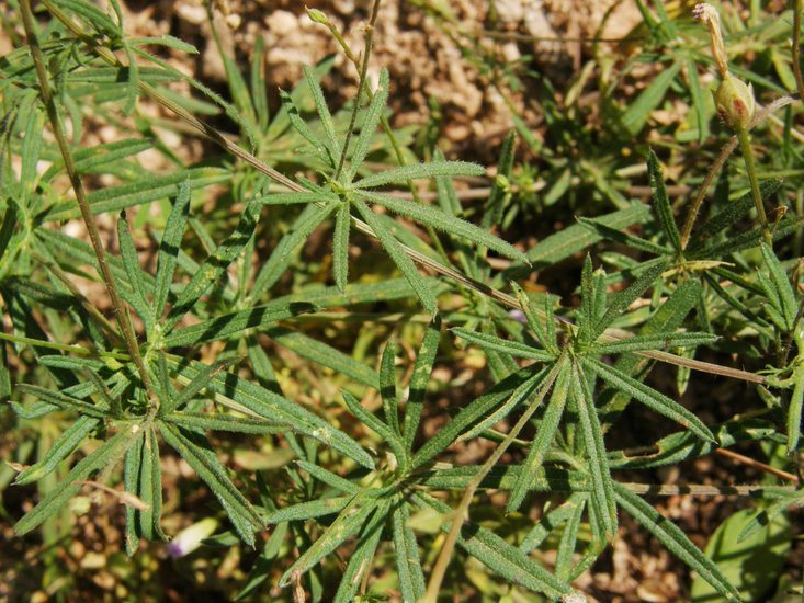 Imagem de Ipomoea ternifolia var. leptotoma (Torr.) J. A. Mc Donald