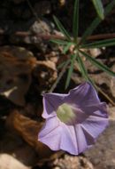 Image of tripleleaf morning-glory