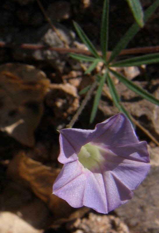 Imagem de Ipomoea ternifolia var. leptotoma (Torr.) J. A. Mc Donald