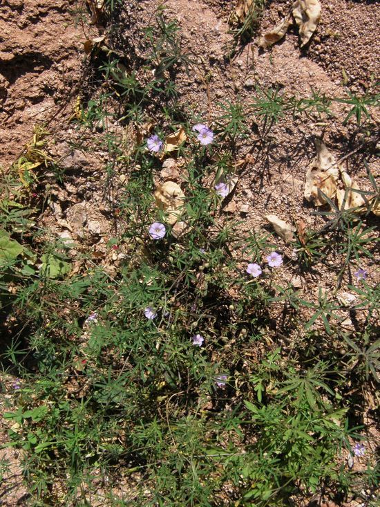 Imagem de Ipomoea ternifolia var. leptotoma (Torr.) J. A. Mc Donald