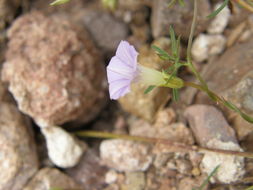 Imagem de Ipomoea ternifolia var. leptotoma (Torr.) J. A. Mc Donald