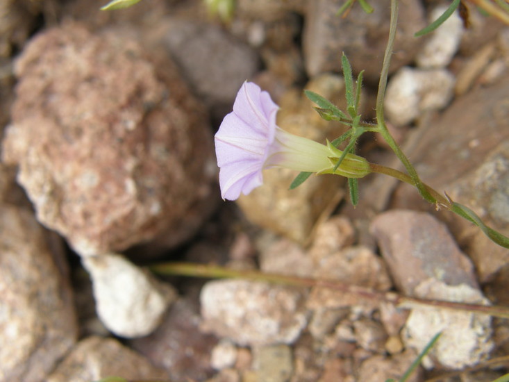 Image of tripleleaf morning-glory