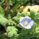 Image of star phacelia