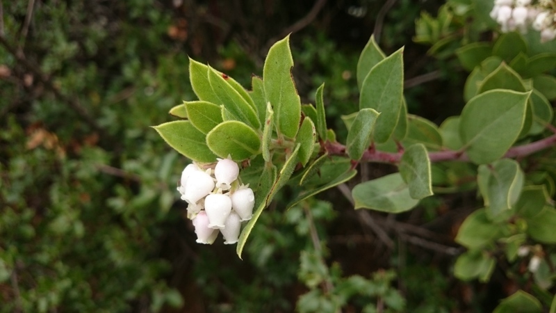 Image of Bolinas manzanita