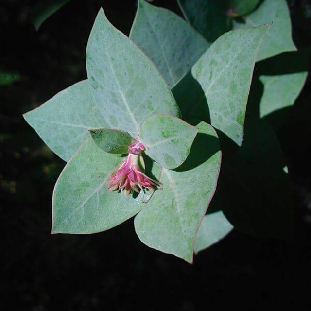 Image of Alameda manzanita