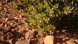 Arctostaphylos myrtifolia Parry resmi