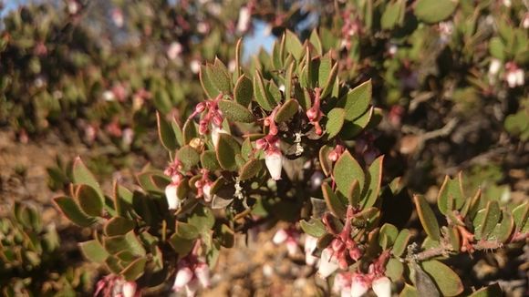 Image of Ione manzanita