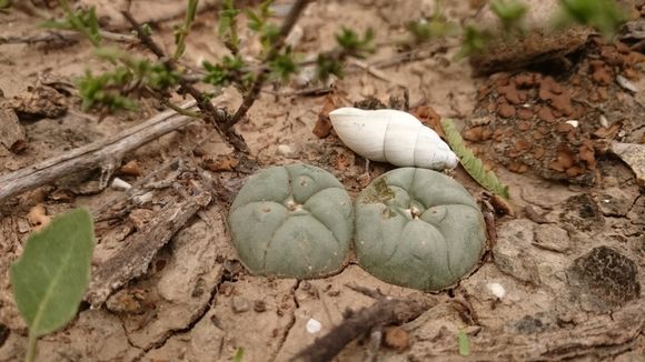 Image of peyote