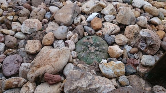 Image of Sand Dollar Cactus