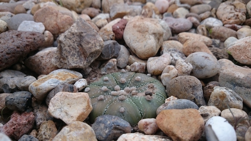 Image of Sand Dollar Cactus