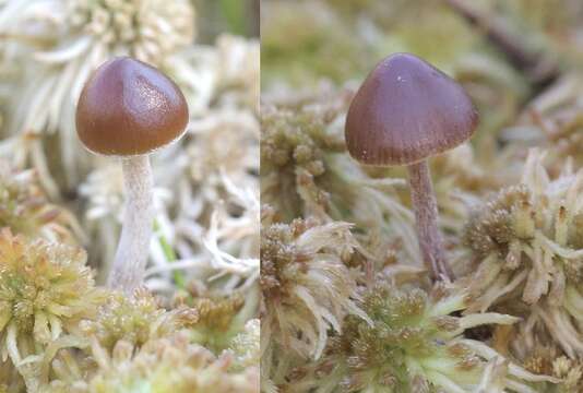 Image of Psilocybe