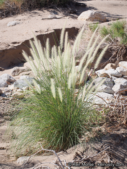 Imagem de <i>Pennisetum setaceum</i>