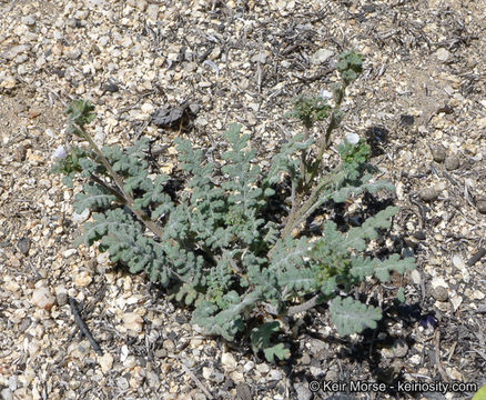 Phacelia affinis A. Gray的圖片