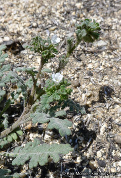 Phacelia affinis A. Gray的圖片