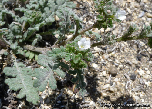 Phacelia affinis A. Gray的圖片