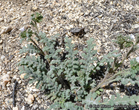 Phacelia affinis A. Gray的圖片