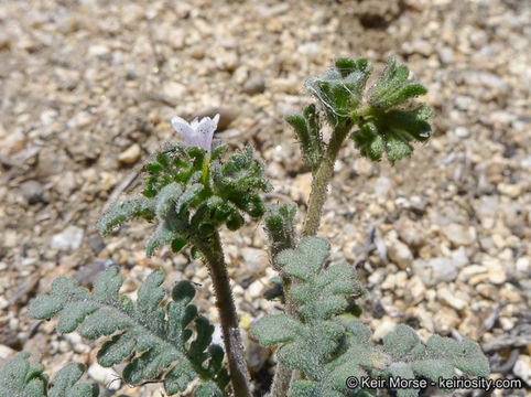 Phacelia affinis A. Gray的圖片